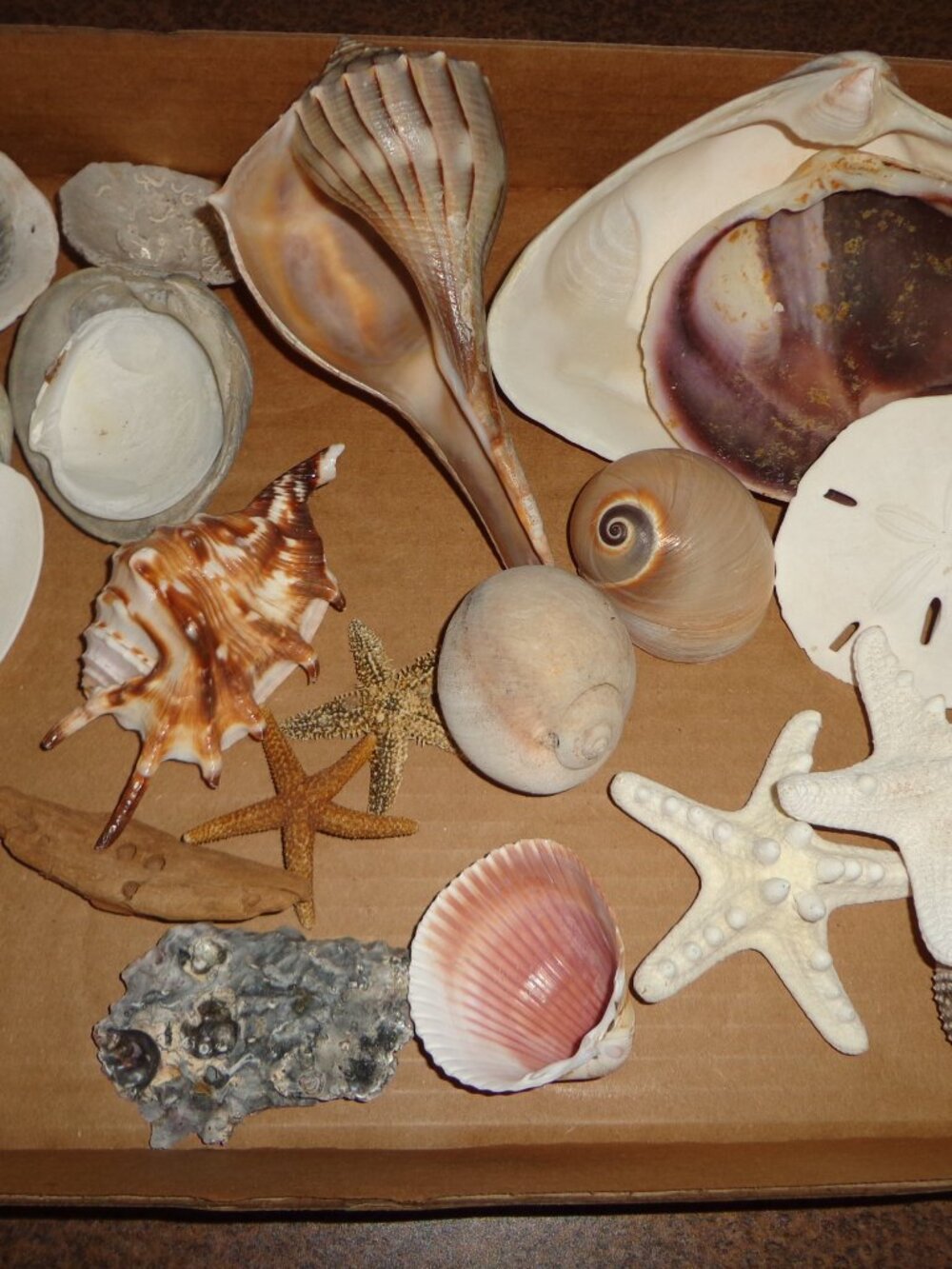 Lot of Various Sea Shells Nature's Beauty
